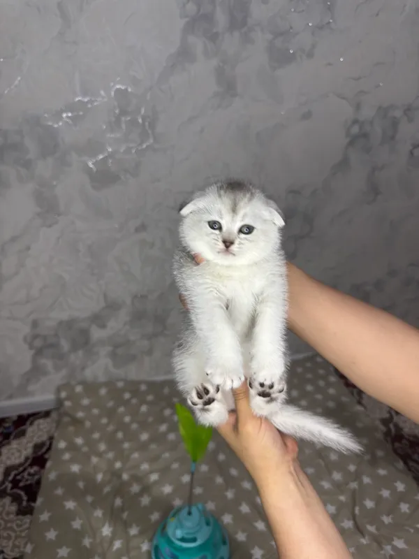 Мальчик девушка — фото 1