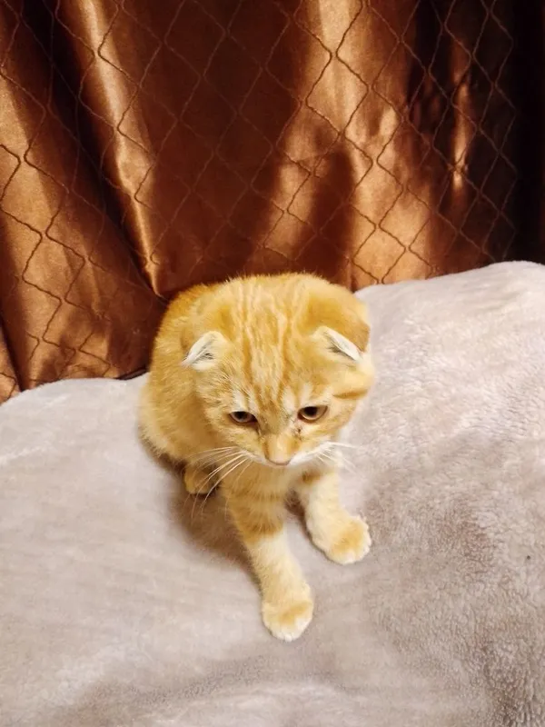 Scottish Fold Golden — фото 1