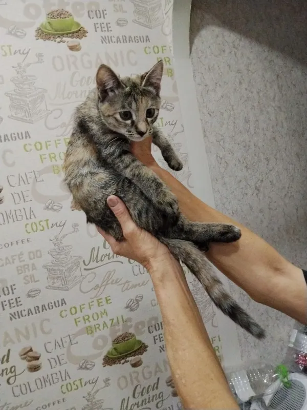 Срочно! В хорошие руки пристраивается домашний котёнок-подрост 1