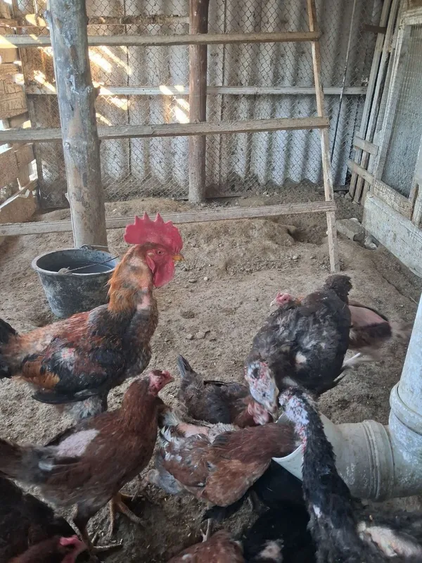 Продаются гуси утки 3 Продаются гуси утки 3