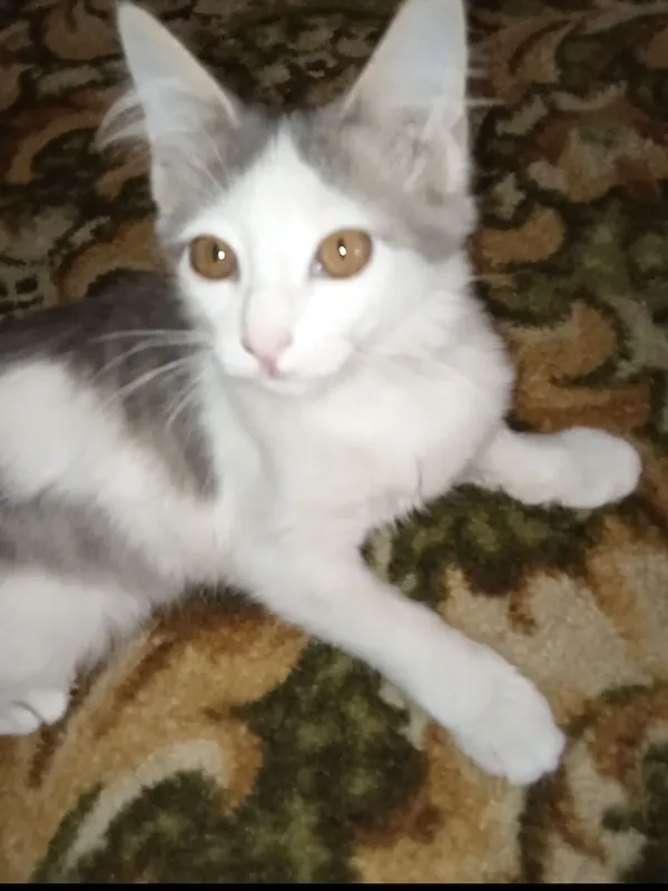mushuk sotiladi ovqati qoʻshib beriladi 1 mushuk sotiladi ovqati qoʻshib beriladi 1
