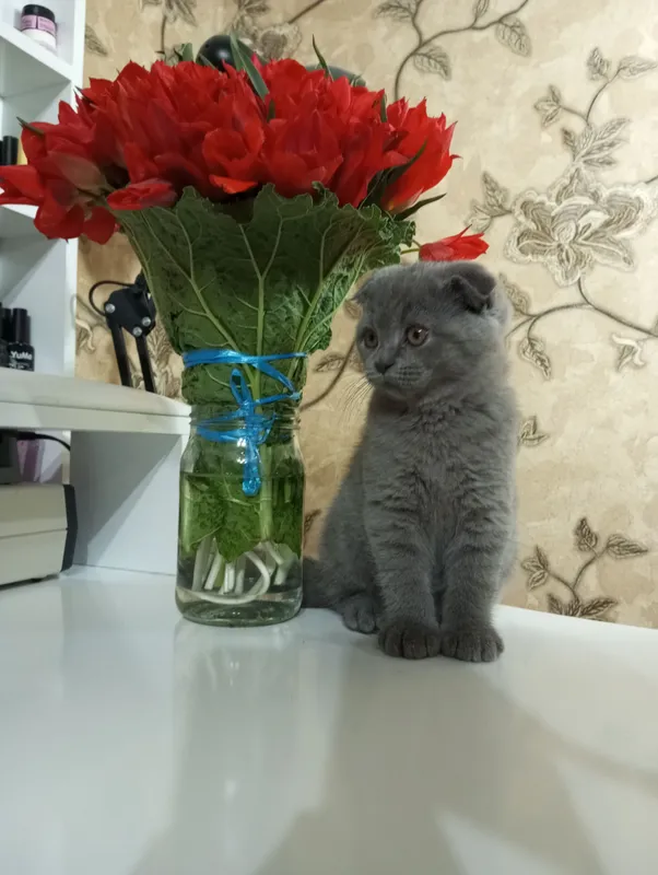 Скотиш Фолд. — фото 1