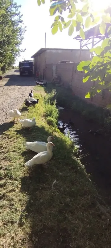 Indautkalar sotiladi 3 Indautkalar sotiladi 3