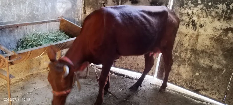 Ona bola sigir sotiladi 4