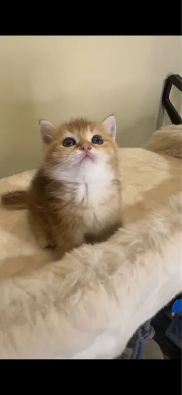 Чистокровный британский котонек.