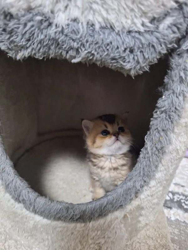 Шикарная кошка красавица (девочка) — фото 3