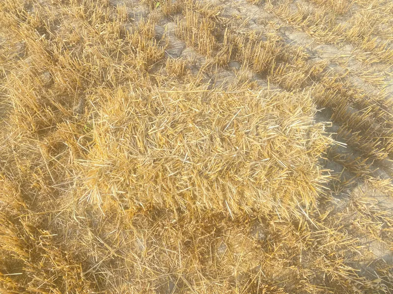 Попа пресс