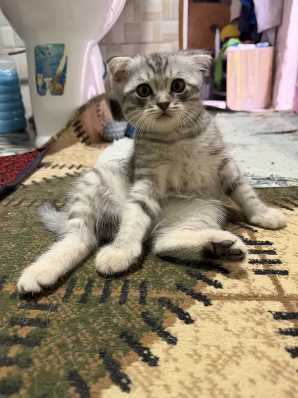 Продаются шотланские котята скотиш фолд 7 Продаются шотланские котята скотиш фолд 7