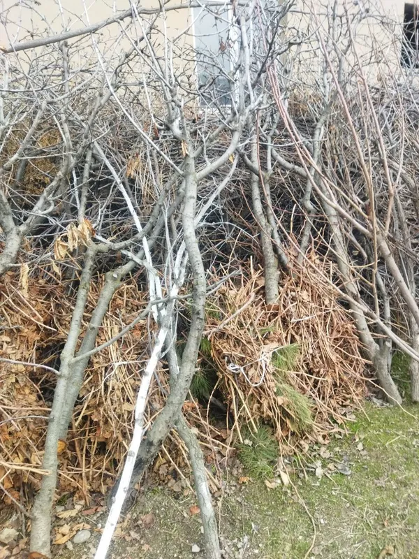 Продаю дрова. — фото 2