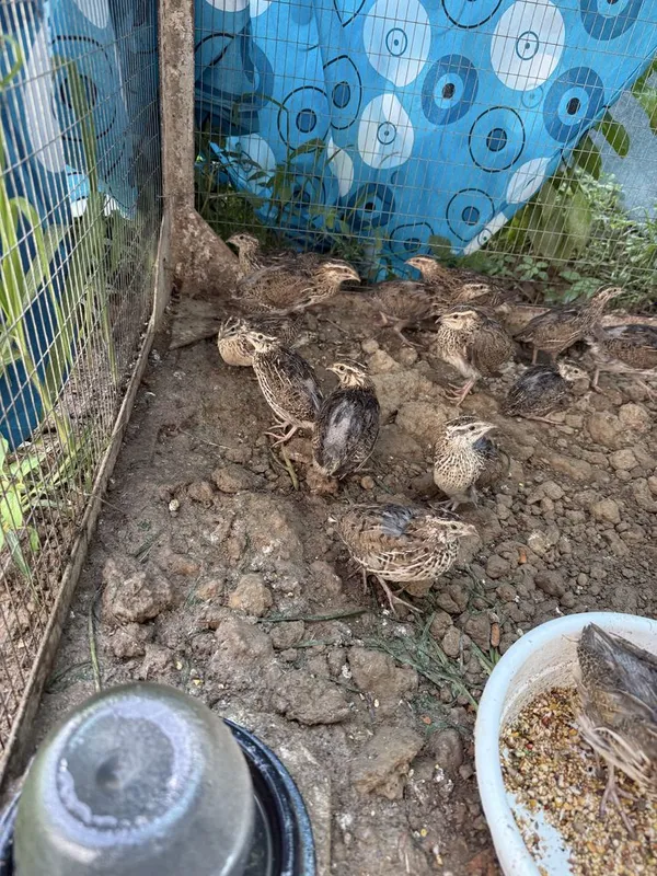 italya bedanasi sayroqi bedana jojasi makyoni sayroqisi bor 3 italya bedanasi sayroqi bedana jojasi makyoni sayroqisi bor 3