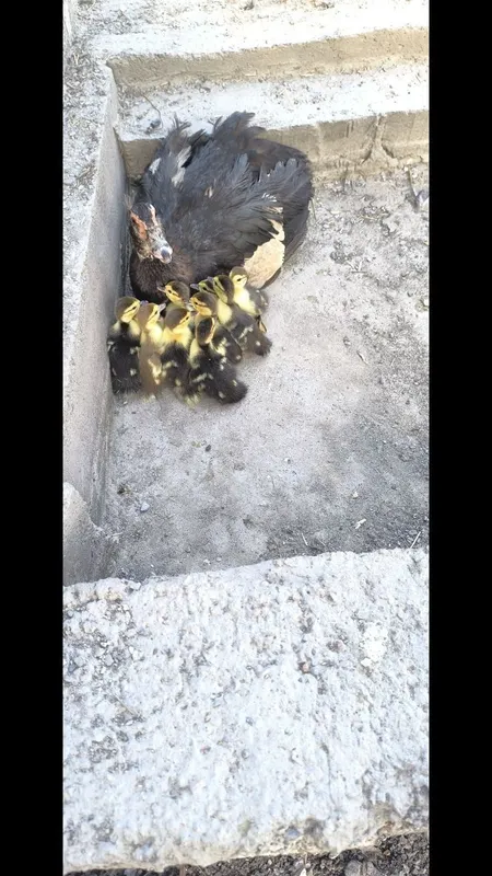 Indoutka va jo'jalari sotiladi 2 Indoutka va jo'jalari sotiladi 2