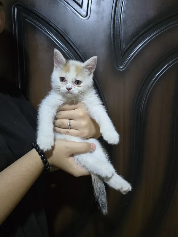 Продам котят 2месяца 5