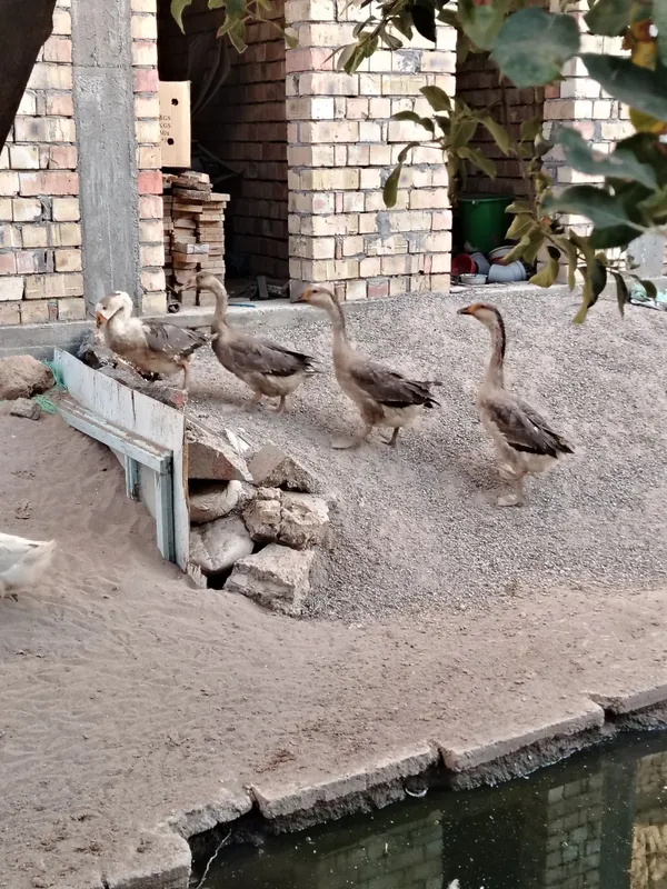 G'ozlar sotiladi 1 G'ozlar sotiladi 1