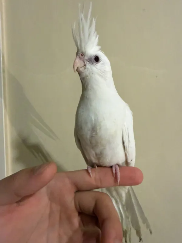 Ручной попугай Корелла — фото 3