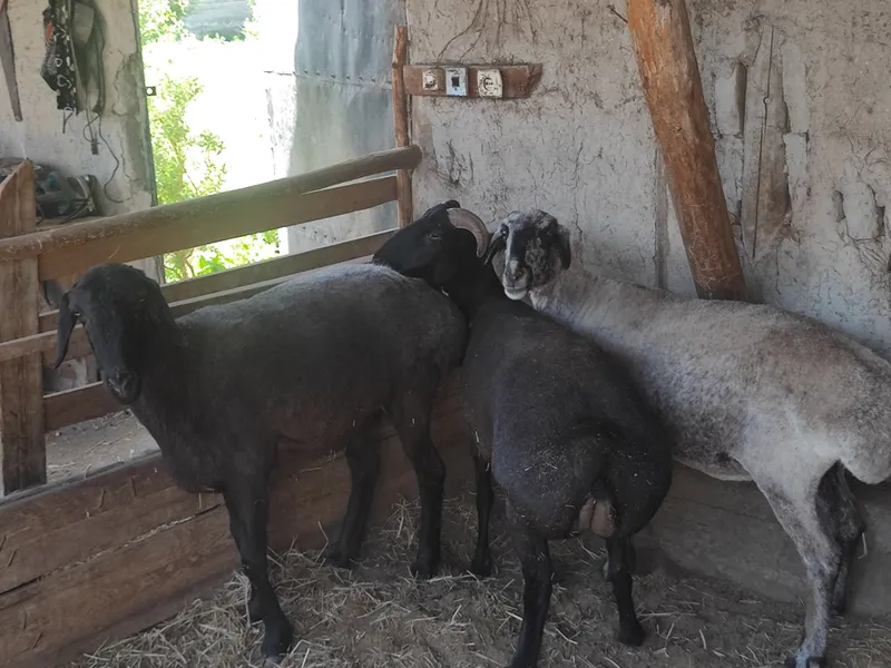 Qo'ylar sotiladi!