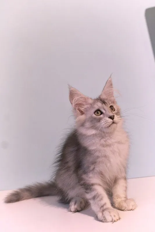 Мейн-куны котята — фото 2