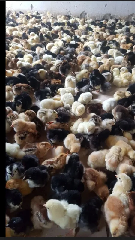 Xona tovuq jo'jalari , Brama jo'jalari ham bor