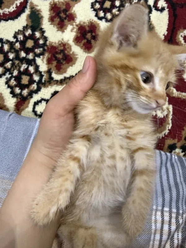 Котёнок мальчик отдам даром