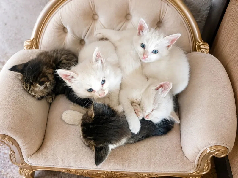 Mushuk Turkish Angora