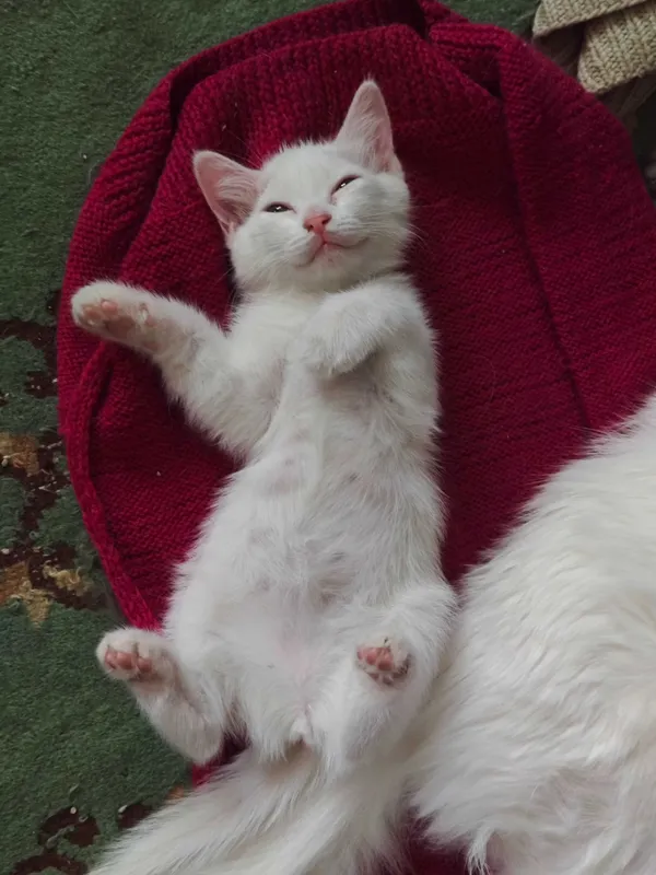 Белого котёнка в добрые руки! 3