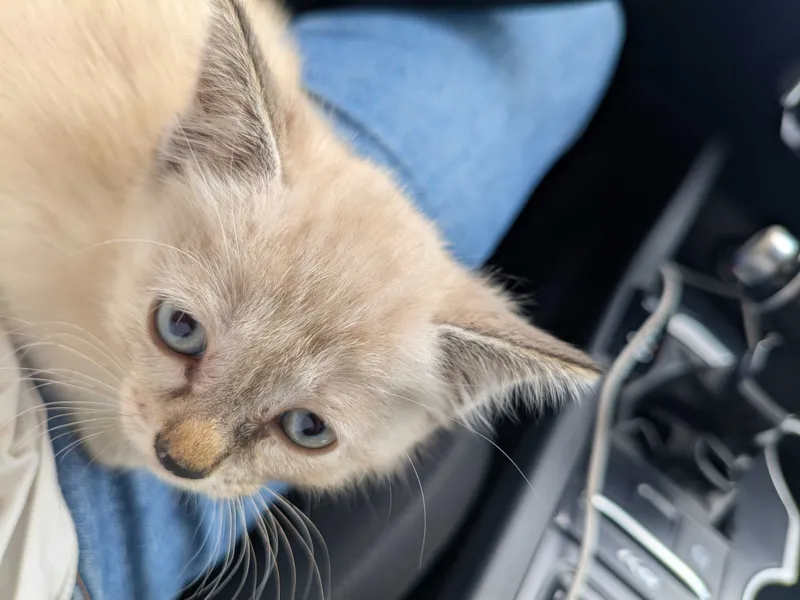 Котята ищут хороших хозяев 3