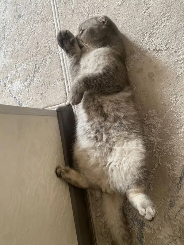 Ищем жену для нашего кота — фото 3
