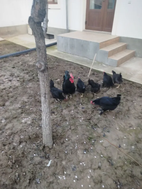 Qora tovuq tuxumlari bor 2 Qora tovuq tuxumlari bor 2