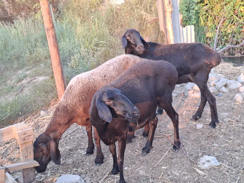 4 ta qo'y sotiladi. 4