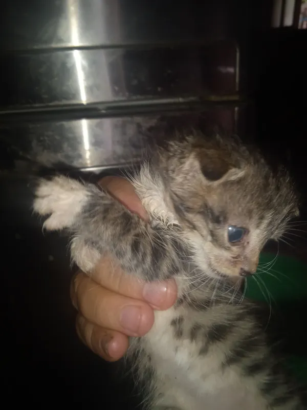кошки песплатно