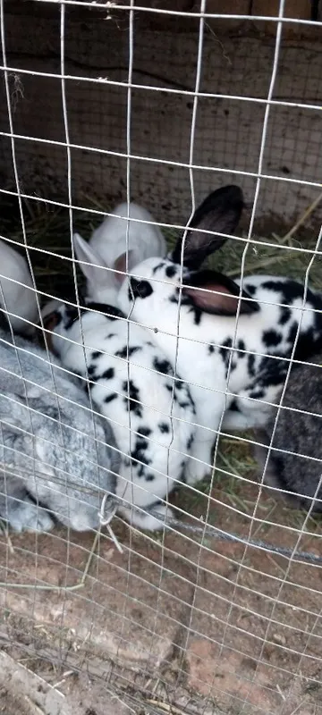 Har xil zotdagi quyonlar bor