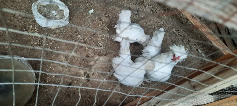 Yaponla 1+2 sotiladi 5 Yaponla 1+2 sotiladi 5