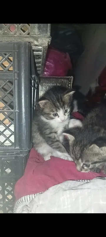 Котята продаються — фото 3