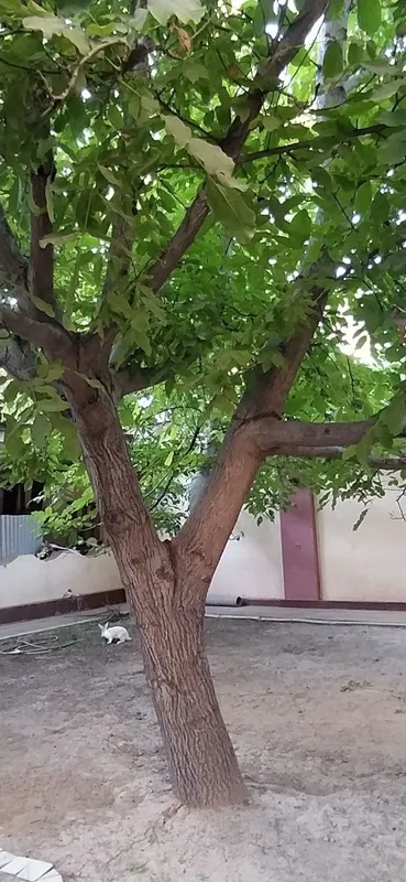 Yongoq daraxti sotiladi 2 Yongoq daraxti sotiladi 2