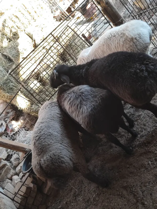 Qo'chqorlar sotiladi tezda badani semiz yeyishi — фото 4