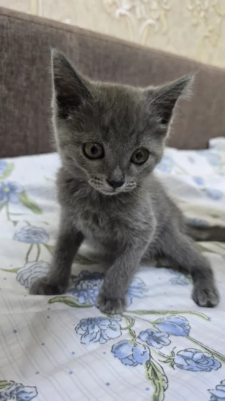 Котёнок 3 месяца 1 Котёнок 3 месяца 1