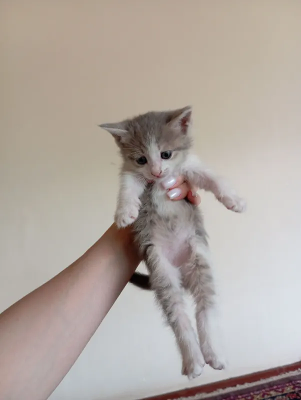 котята все девочки отдадим даром в хорошие руки — фото 4
