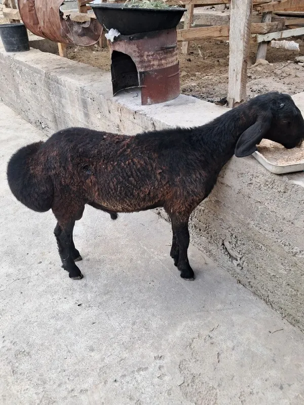 QASOB XIZMATI Qochqor Toza Husori Sog'lom 1