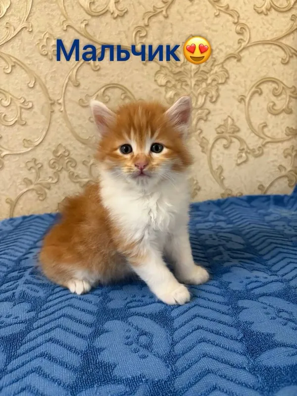 Котята.домашние