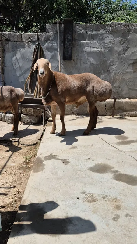 Кучкор киргиз зотга Quchkor zotga 1