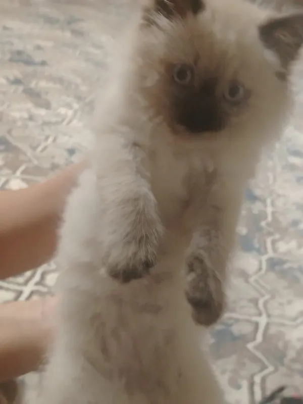 Продаётся котенок