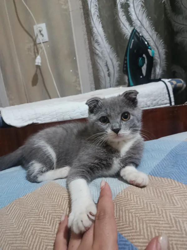 Шотландская кошка, 5 месяцев, цена 500 тысяч, срочно 2 Шотландская кошка, 5 месяцев, цена 500 тысяч, срочно 2