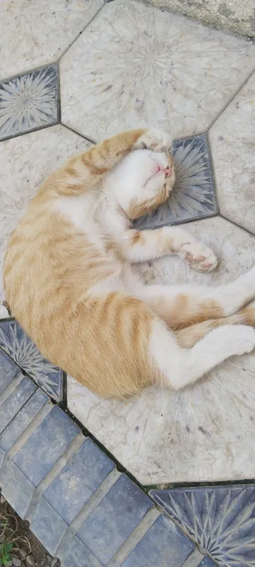 Котёнок оранжевый 2 месяца 1 Котёнок оранжевый 2 месяца 1