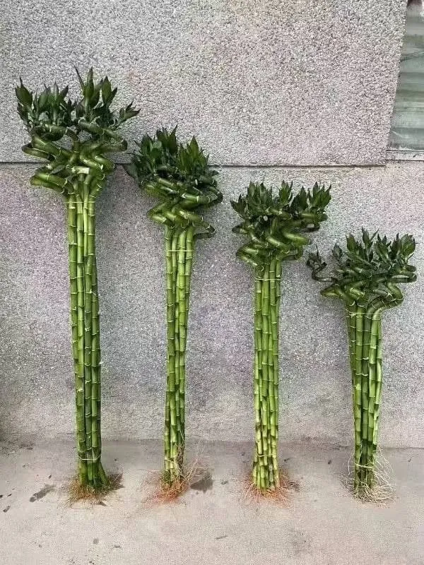 Xona gullari arzon narxlarda 4 Xona gullari arzon narxlarda 4