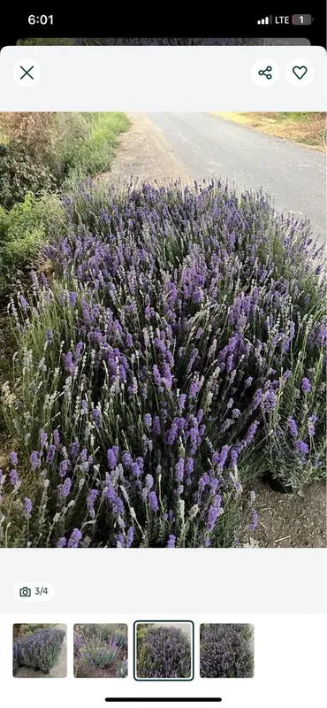 Lavanda urugi bor fransuskiy — фото 5