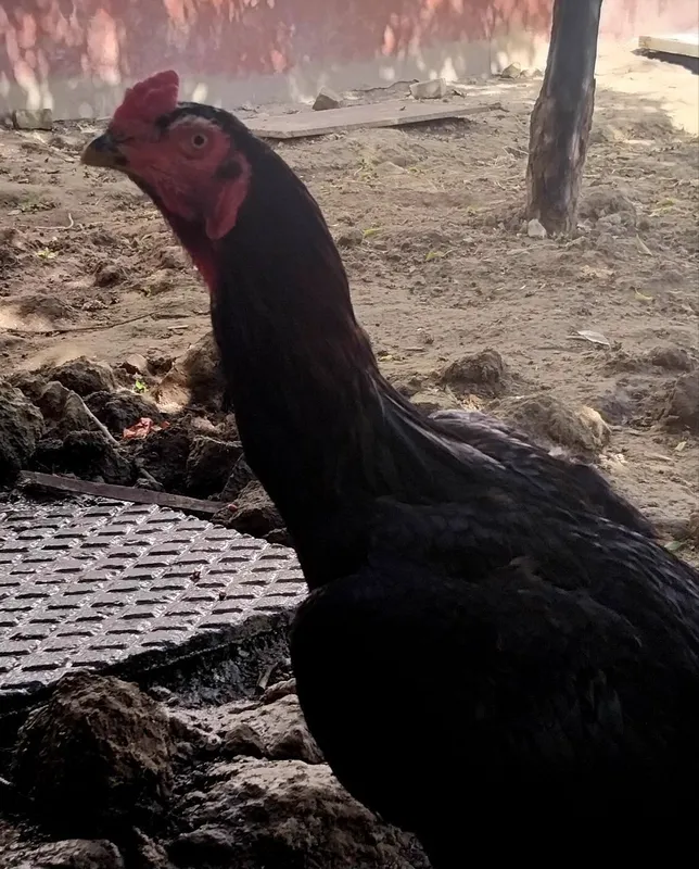 Dakan xoʻroz qora sotiladi 5 Dakan xoʻroz qora sotiladi 5