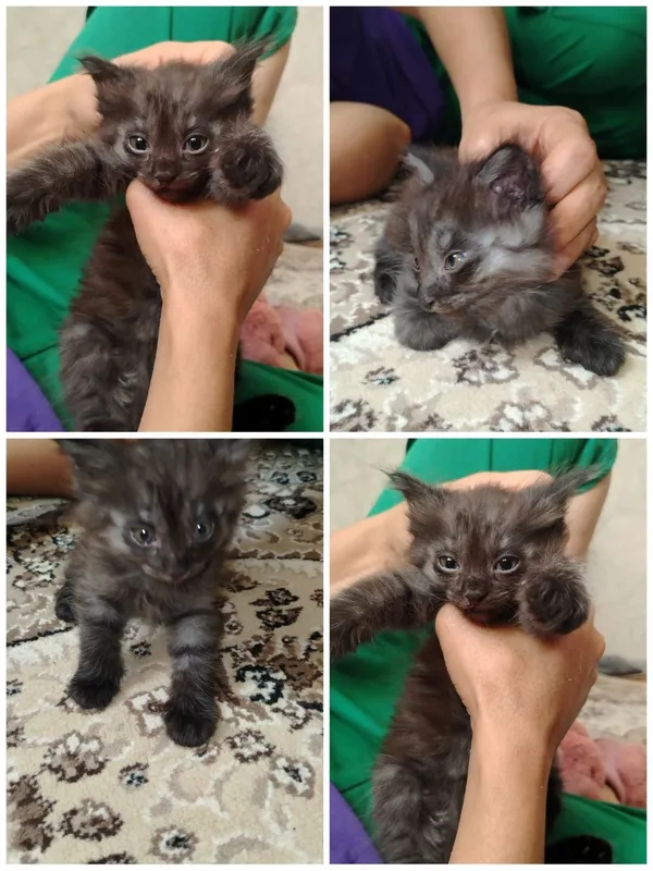 МЕТИС Красивые котята ищут любящий дом! 4