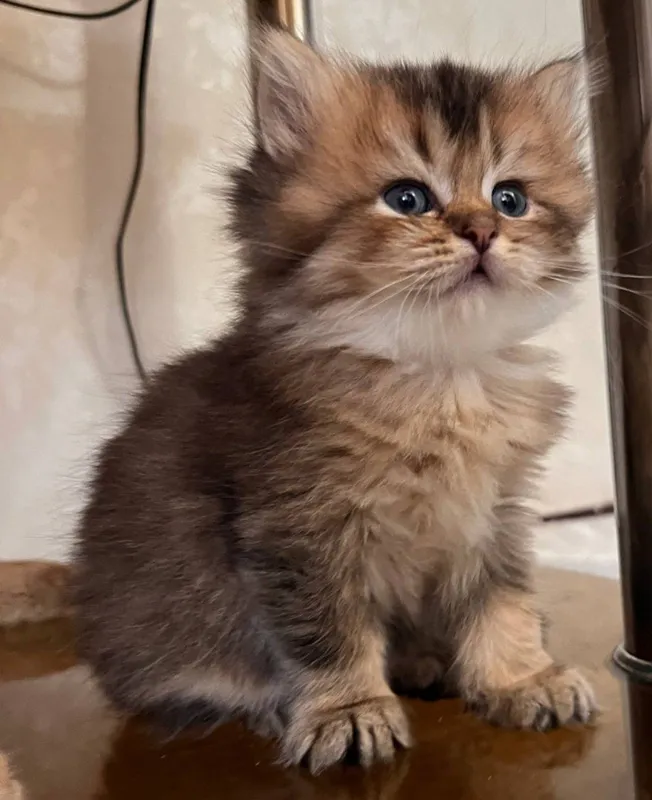 продаются котята 5 продаются котята 5