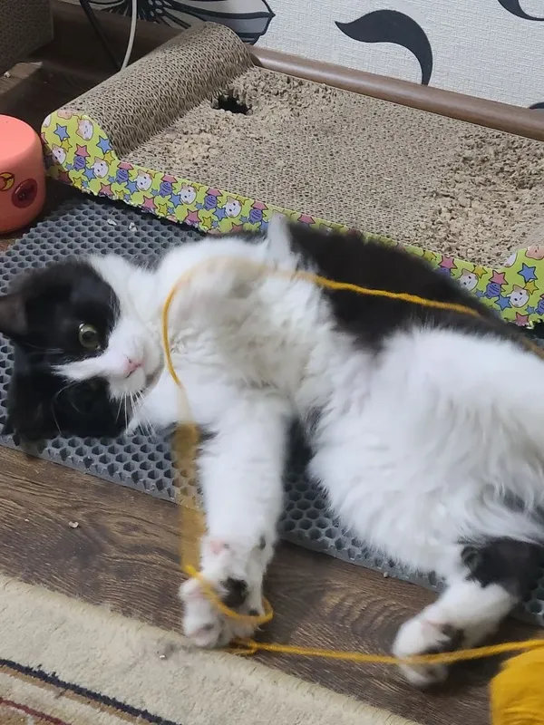 Котенок, в добрые руки, 4 месяца Котенок, в добрые руки, 4 месяца