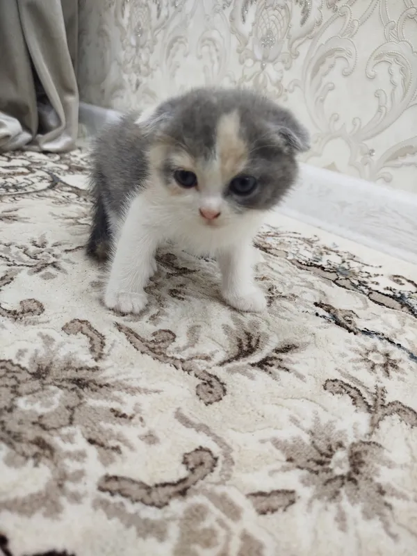 котята 3 котята 3