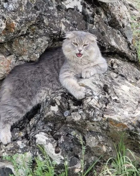 Shotland buklama quloqli mushukchani sotaman 5 Shotland buklama quloqli mushukchani sotaman 5